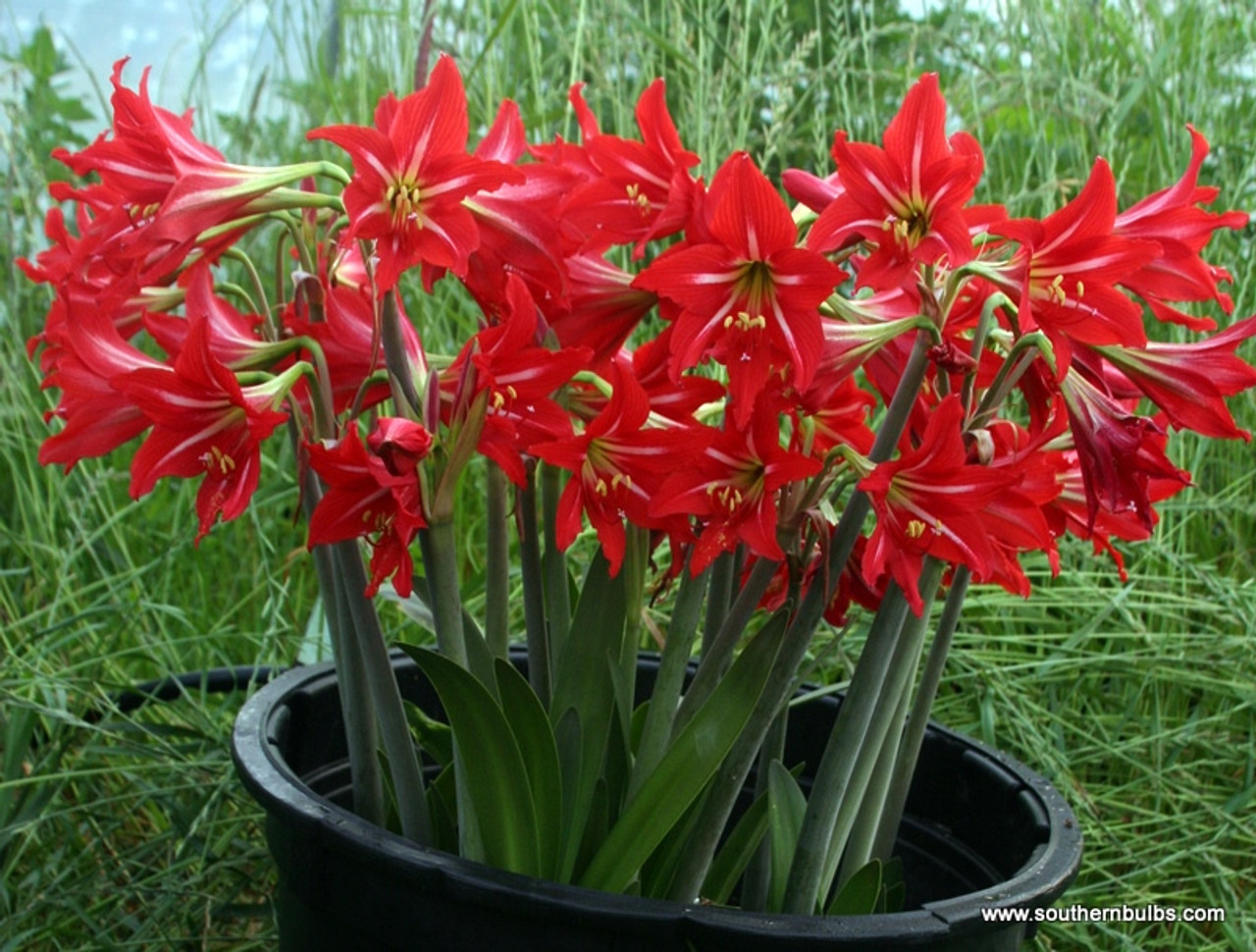 Hardy Amaryllis (Hippeastrum x johnsonii)